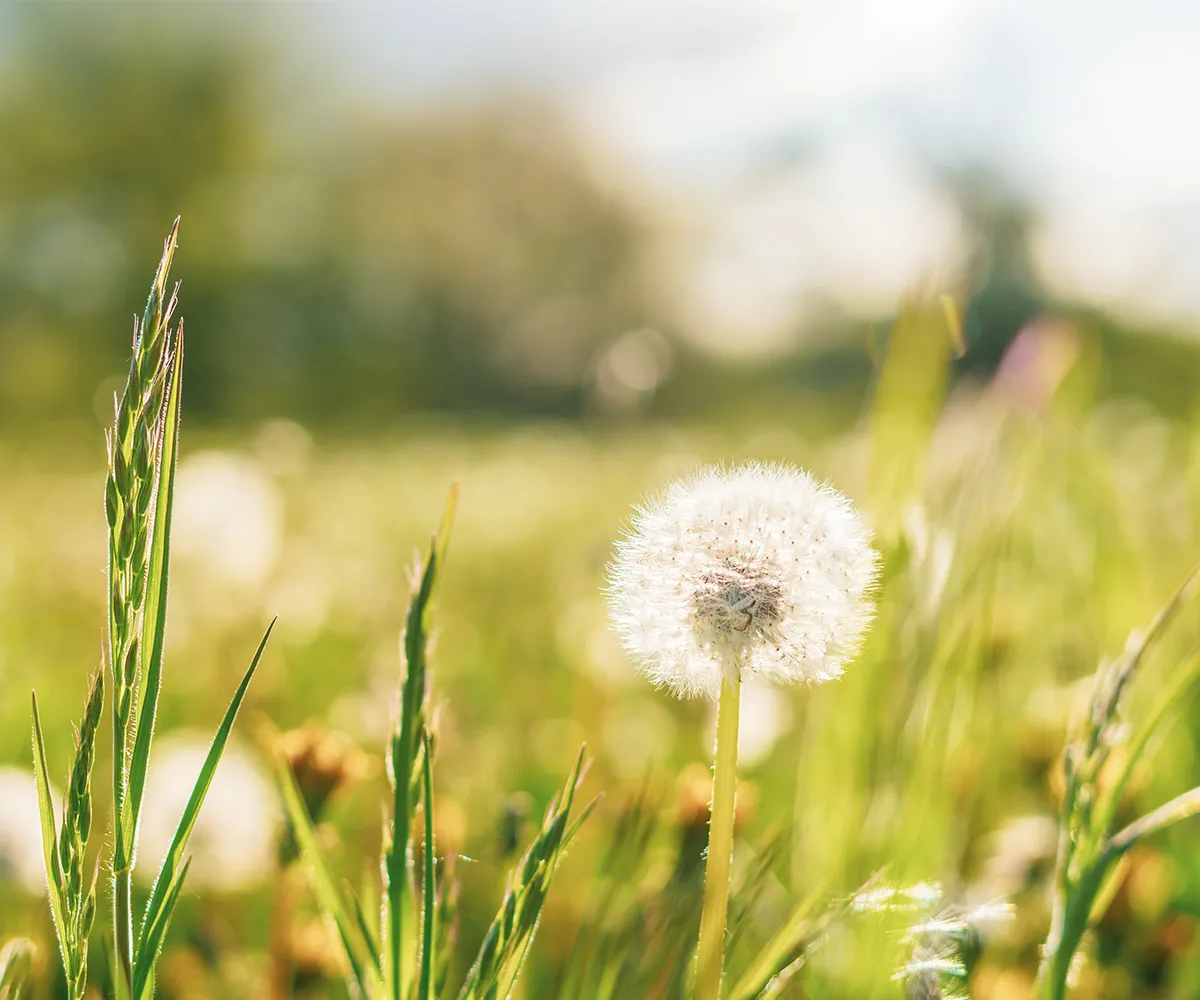Definition Pollenallergie Gräser und Pusteblume im Vordergrund einer verschwommenen Wiese