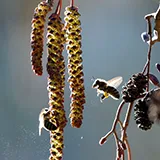 Erlenblüte mit Bienen dran