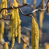 Haselpollen am Strauch