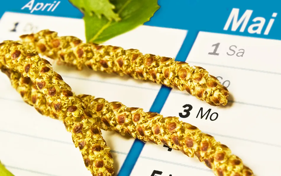 Pollenflugkalender Blütenpollen vor einem Kalender