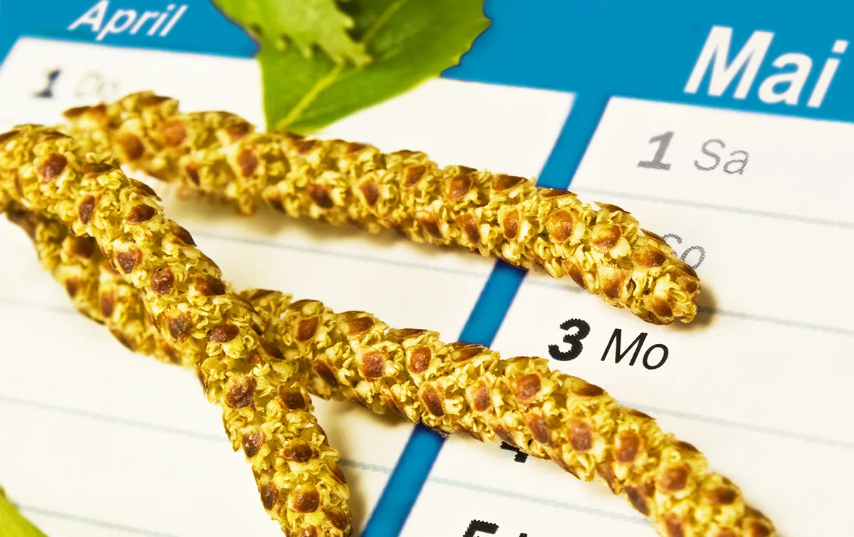 Pollenflugkalender Blütenpollen vor einem Kalender