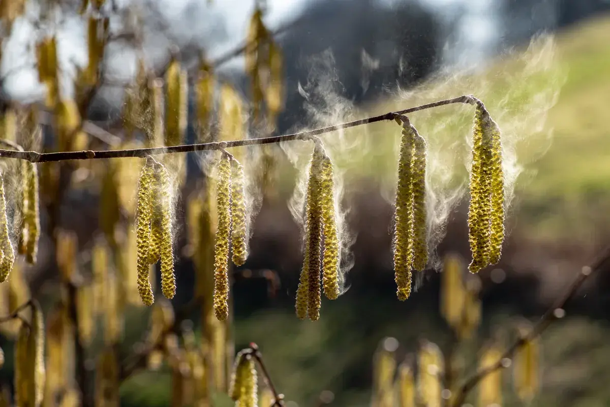 Pollenflugkalender Saison beachten Strauchblüten mit rauchähnliche Wolken aus Pollen drum herum