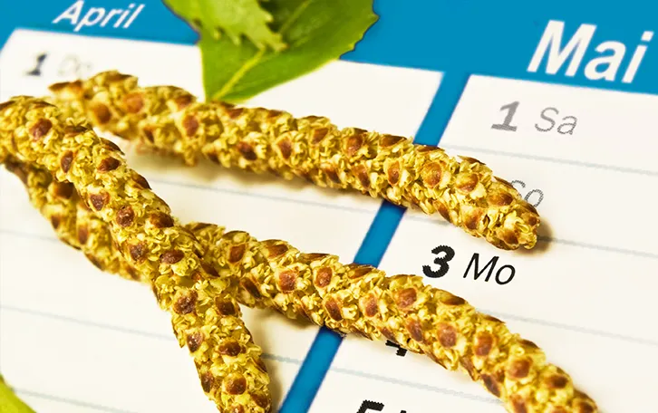 Pollenflugkalender Blütenpollen vor einem Kalender